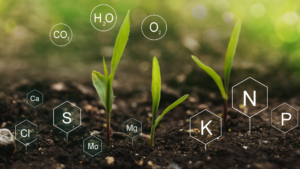 deficiency symptoms of nitrogen in plant growth