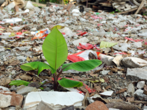 pollution effect on leaves