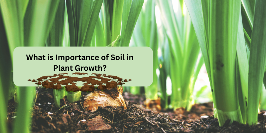 What is Importance of Soil in Plant Growth