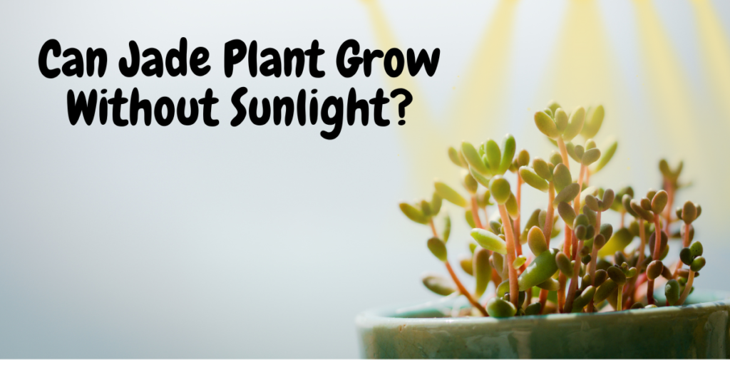 can jade plant grow without sunlight