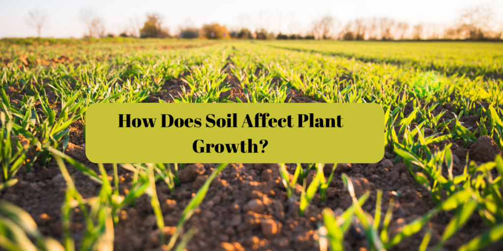 how-does-soil-affect-plant-growth-an-indepth-explanation