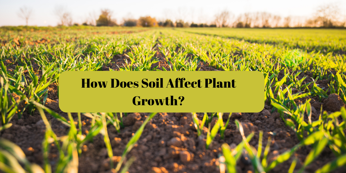 How Does Soil Affect Plant Growth