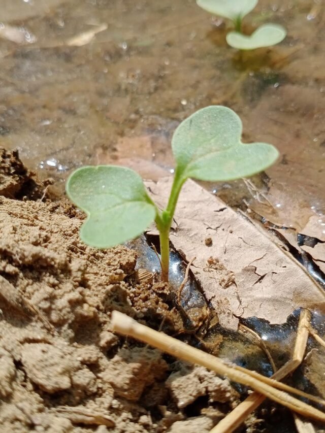 What are the Factors Affecting Soil Fertility?