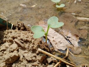 What are the Factors Affecting Soil Fertility?