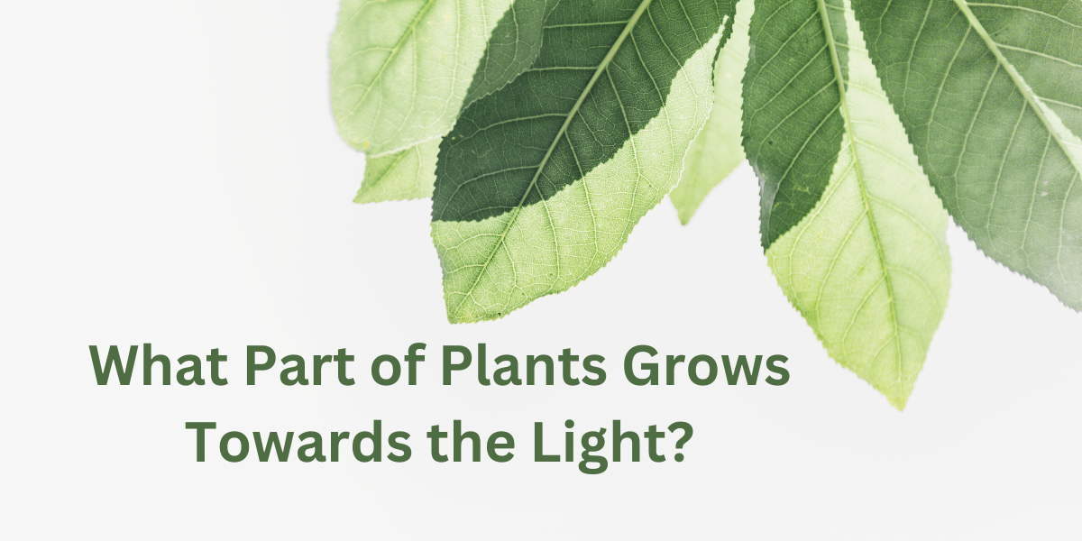 What Part of Plants Grows Towards the Light?