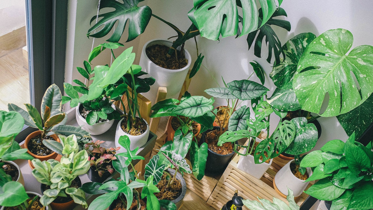 How do Indoor Plants Survive Without Sunlight