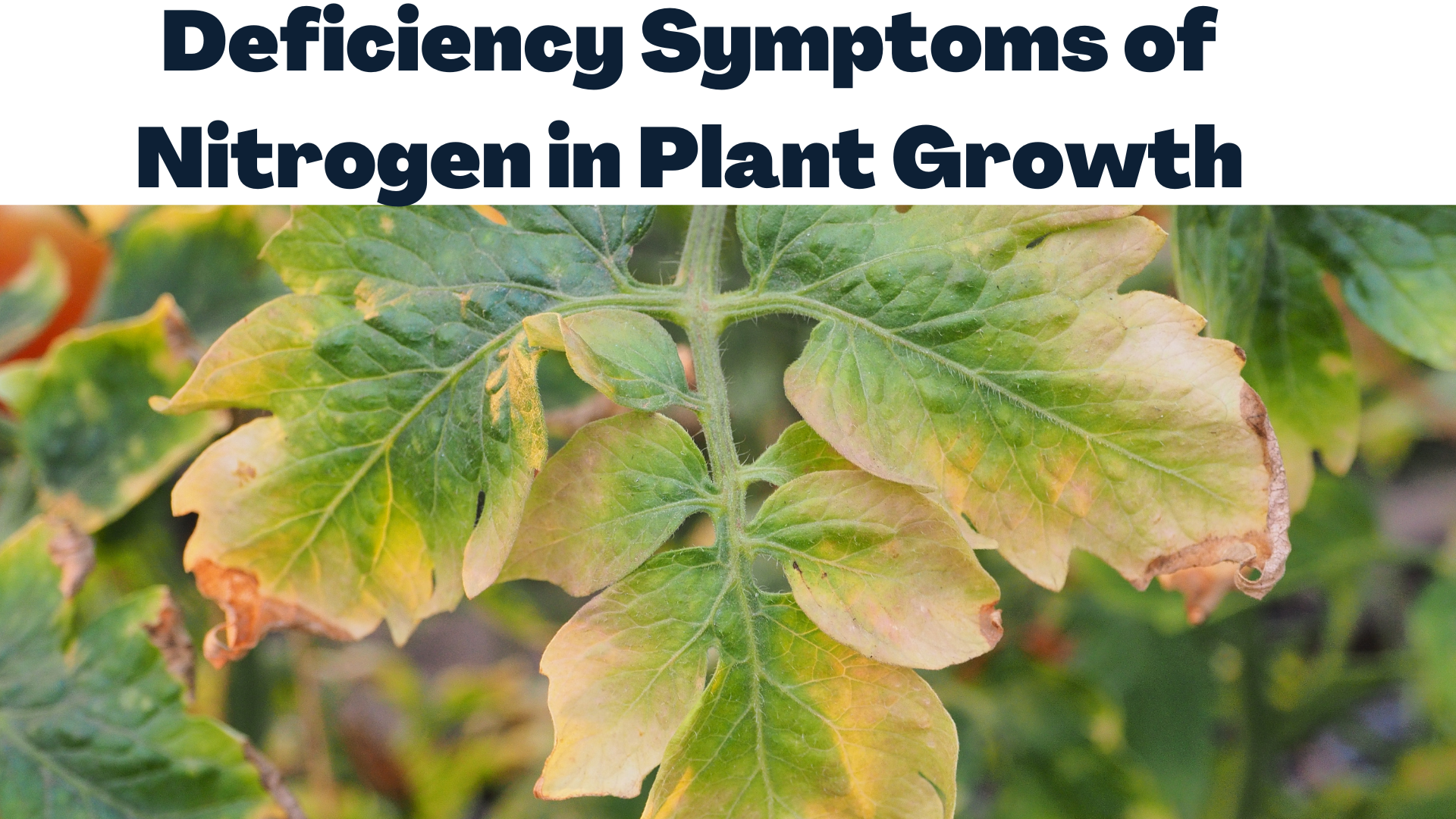 Deficiency Symptoms of Nitrogen in Plant Growth