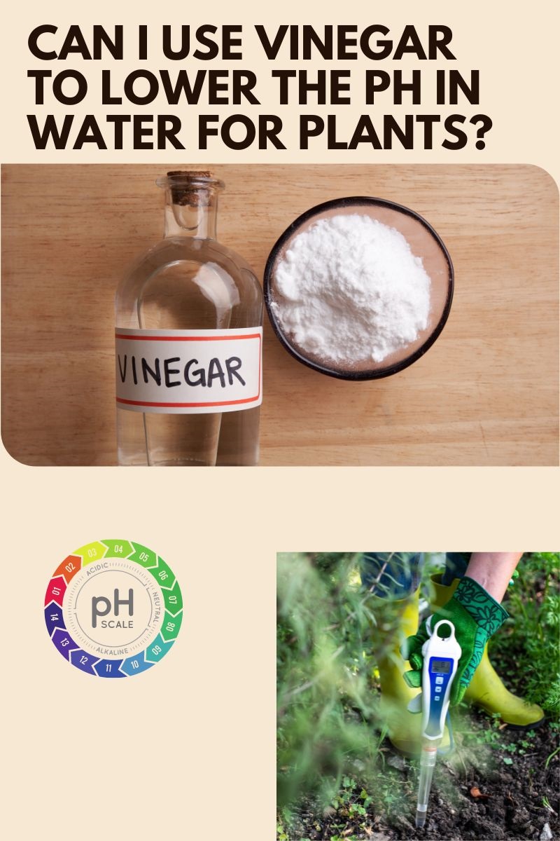 can I use vinegar to lower the pH in water for plants?
