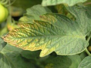  most common sign of nitrogen deficiency is a lack of green color in the leaves