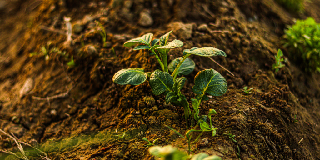 Does Fertilizer Help Plants Grow Faster?