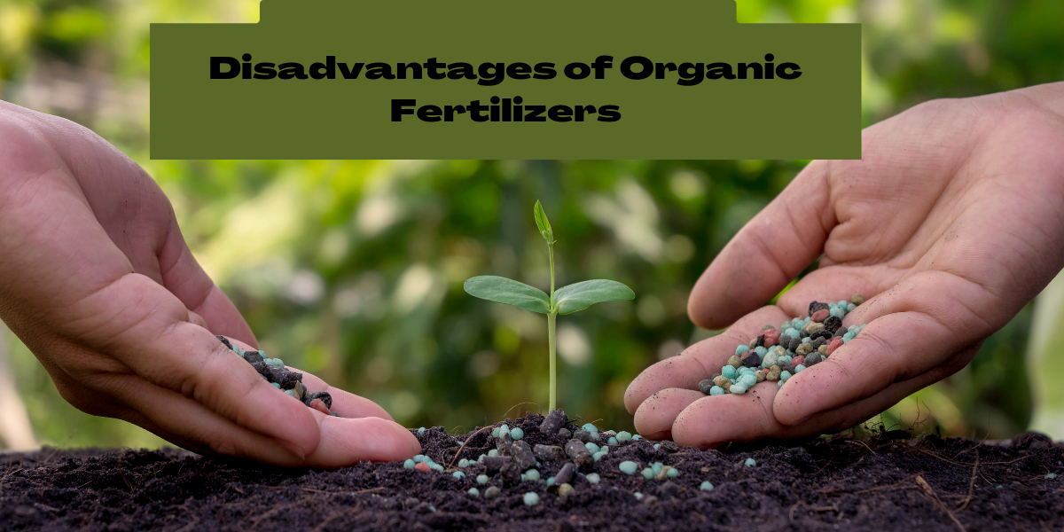 Disadvantages of Organic Fertilizers