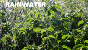 effect of rain water on plants