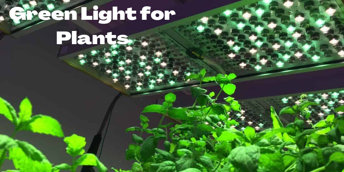 What Would Happen If You Tried To Grow Plants Under Green Light