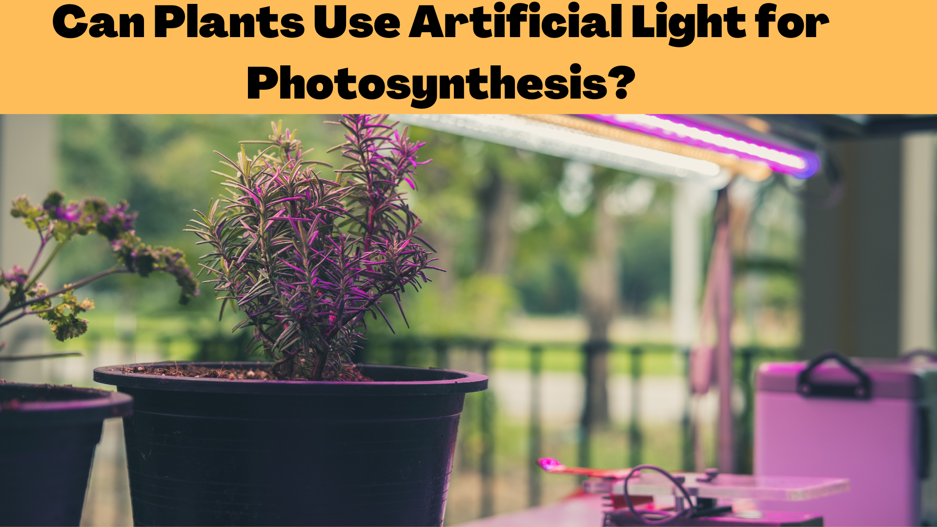 Can Plants Use Artificial Light for Photosynthesis?