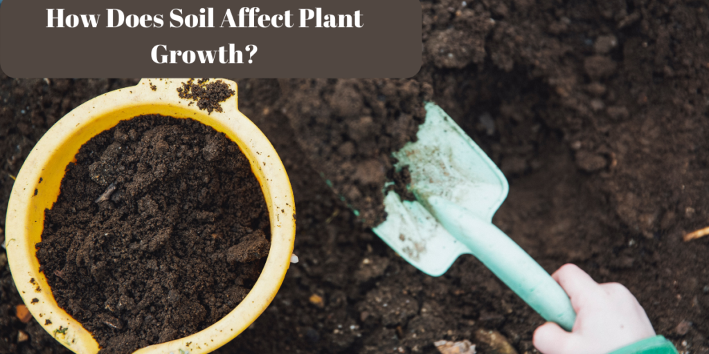 How Does Soil Affect Plant Growth (1)