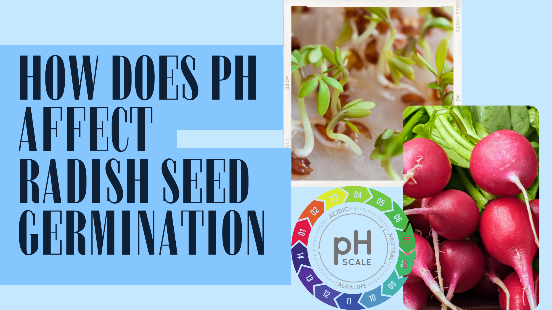 How Does ph Affect Radish Seed Germination