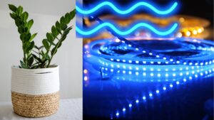 Why is Blue Light Good for Photosynthesis?