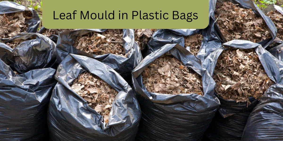 Leaf Mould in Plastic Bags