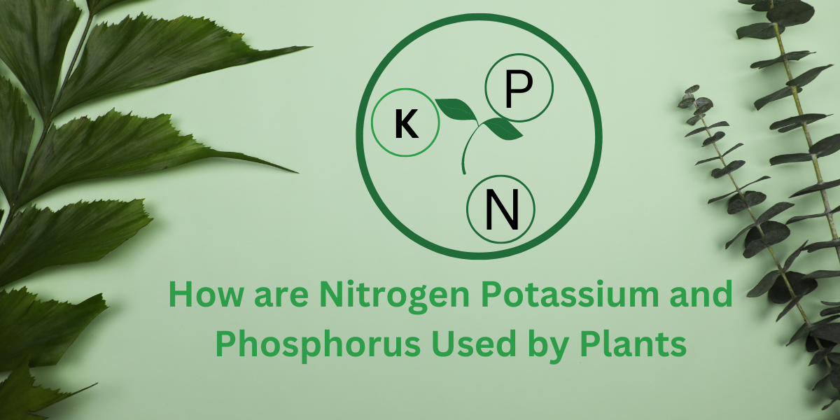 How are Nitrogen Potassium and Phosphorus Used by Plants