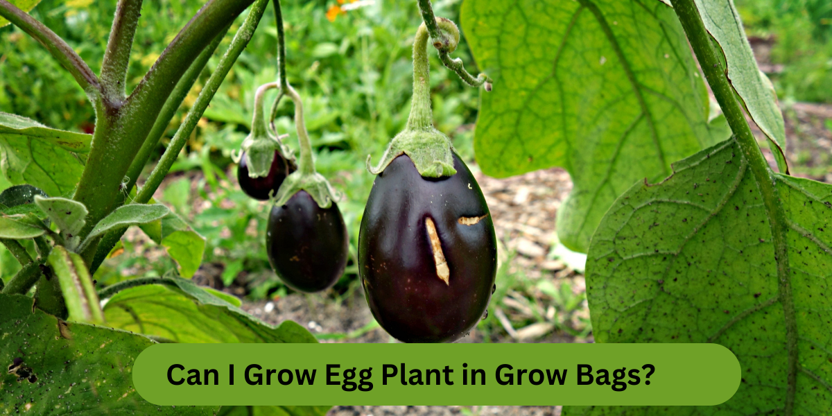Can I Grow Egg Plant in Grow Bags?