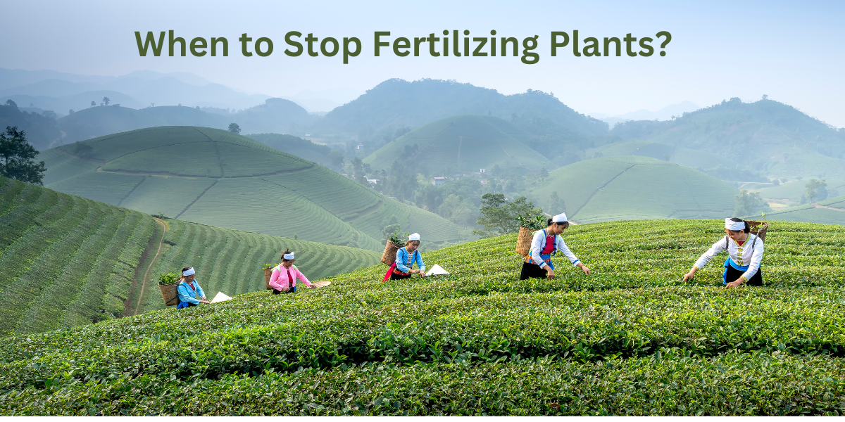 When to Stop Fertilizing Plants?