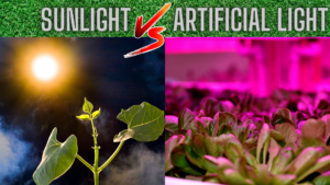natural and artificial light for photosynthesis