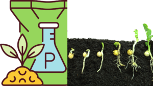 Phosphorus Affects the Germination of Radish Seeds
