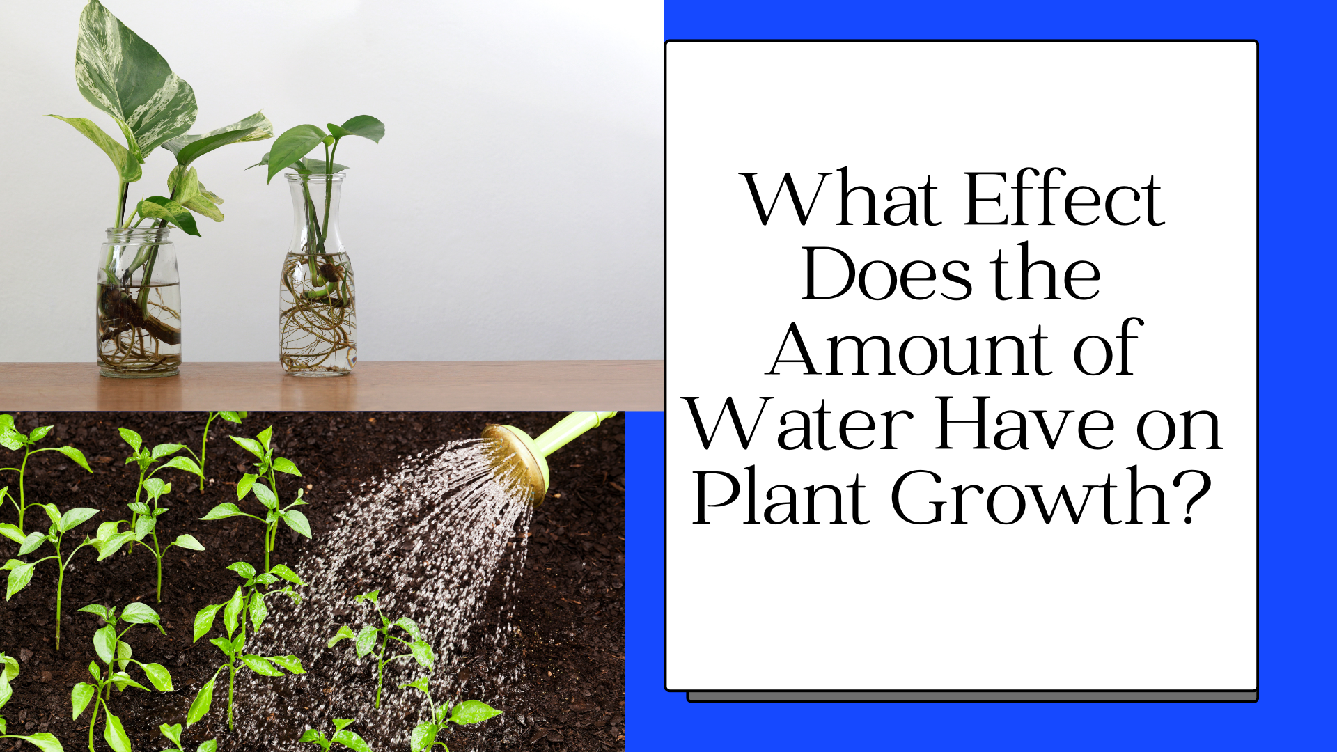 What Effect Does the Amount of Water Have on Plant Growth?