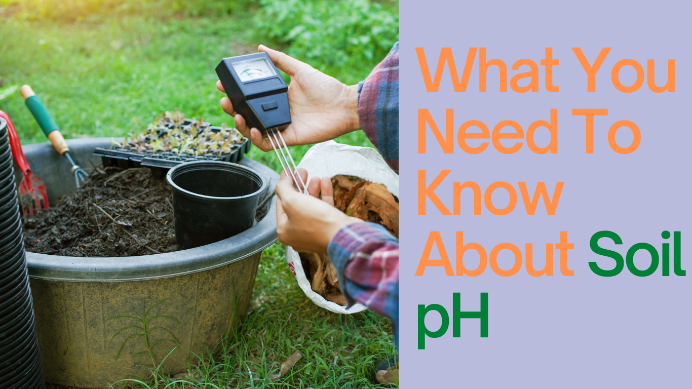 What You Need To Know About Soil pH