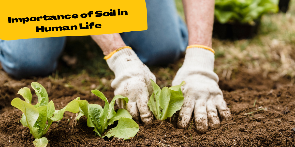 What is the Importance of Soil in Human Life?