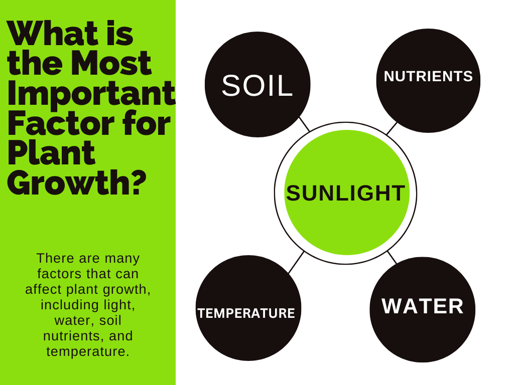 What is the Most Important Factor for Plant Growth