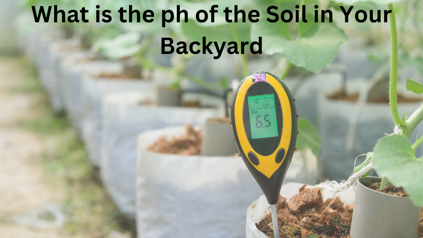 What is the ph of the Soil in Your Backyard