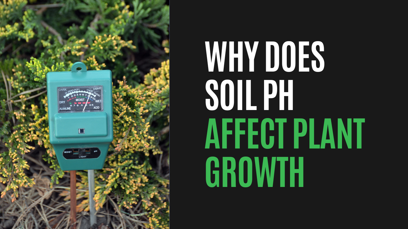 Why Does Soil Ph Affect Plant Growth