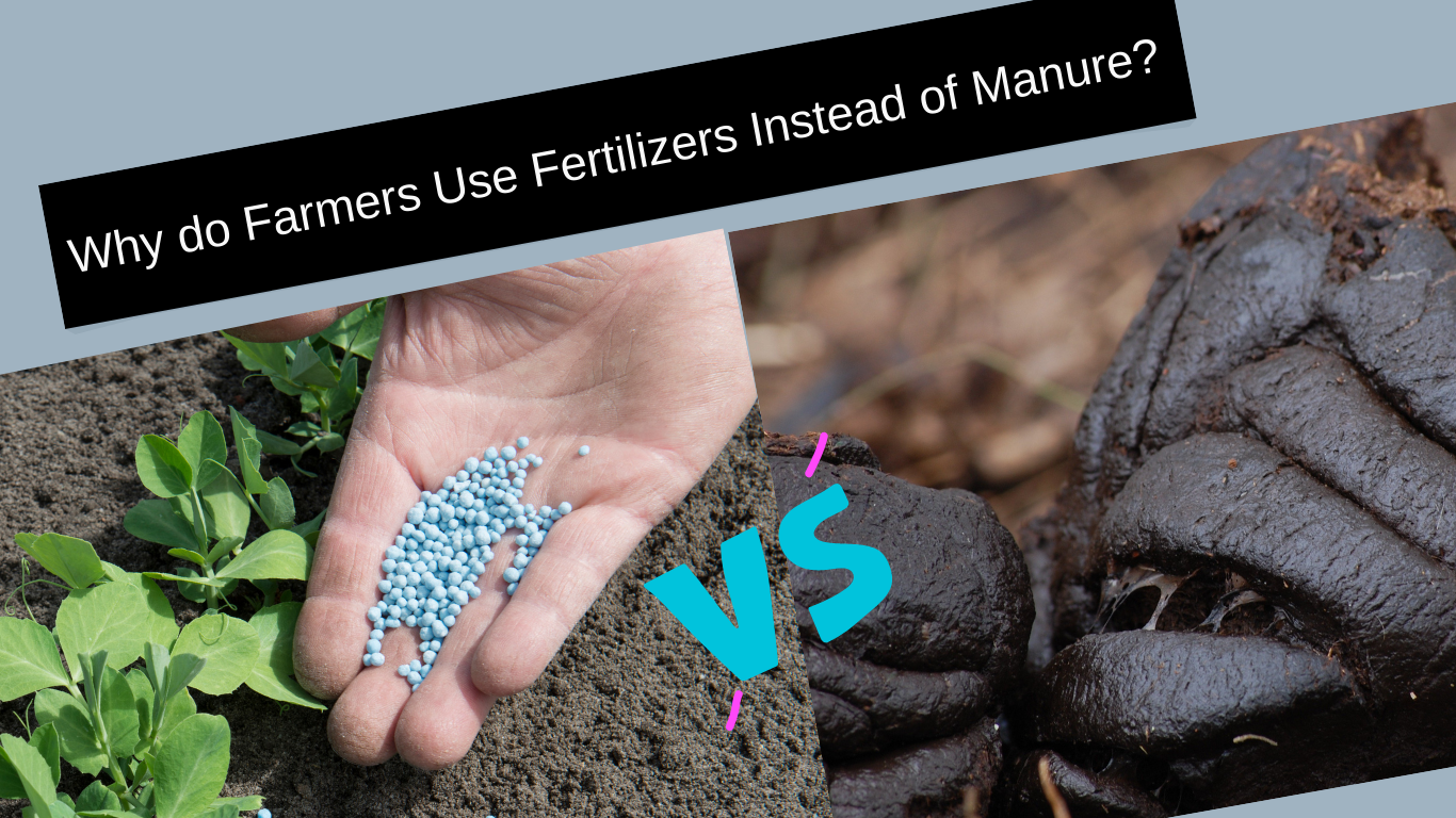 Why do Farmers Use Fertilizers Instead of Manure?