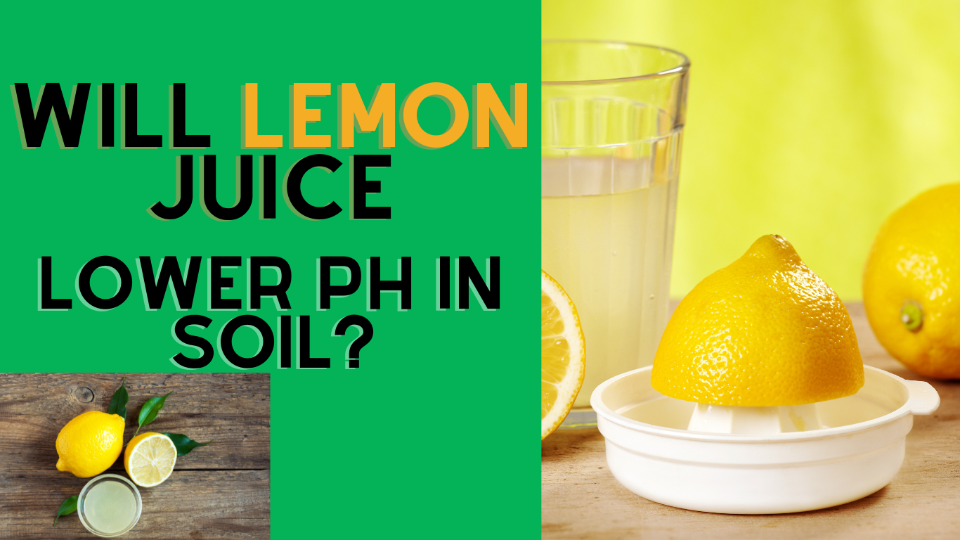 will lemon juice lower pH? in soil