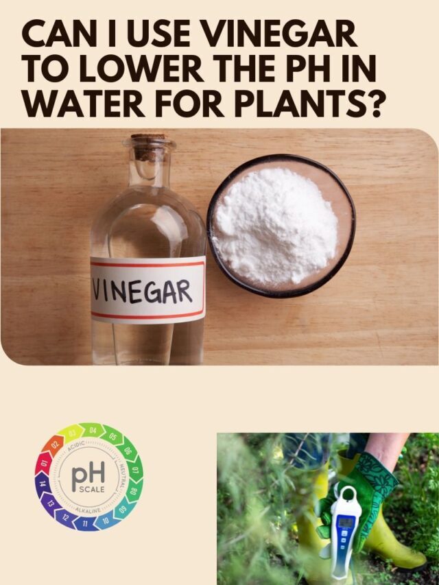 Can I Use Vinegar to Lower the pH in Water for Plants?