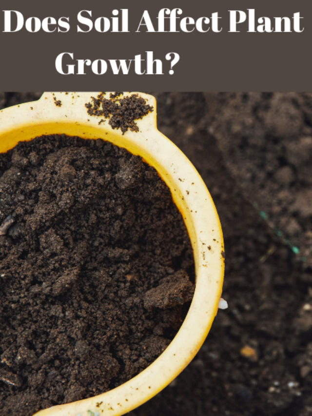 How Does Soil Affect Plant Growth?