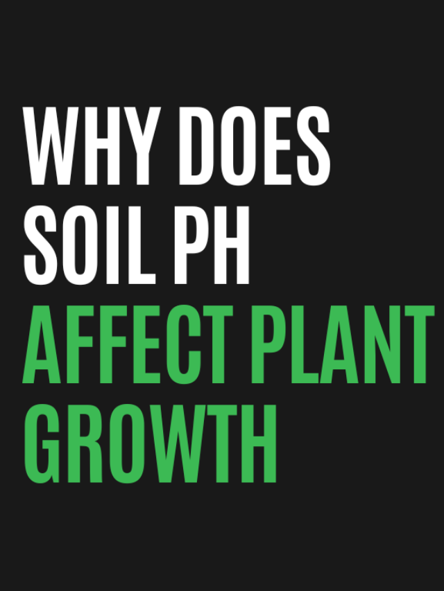 Why Does Soil Ph Affect Plant Growth