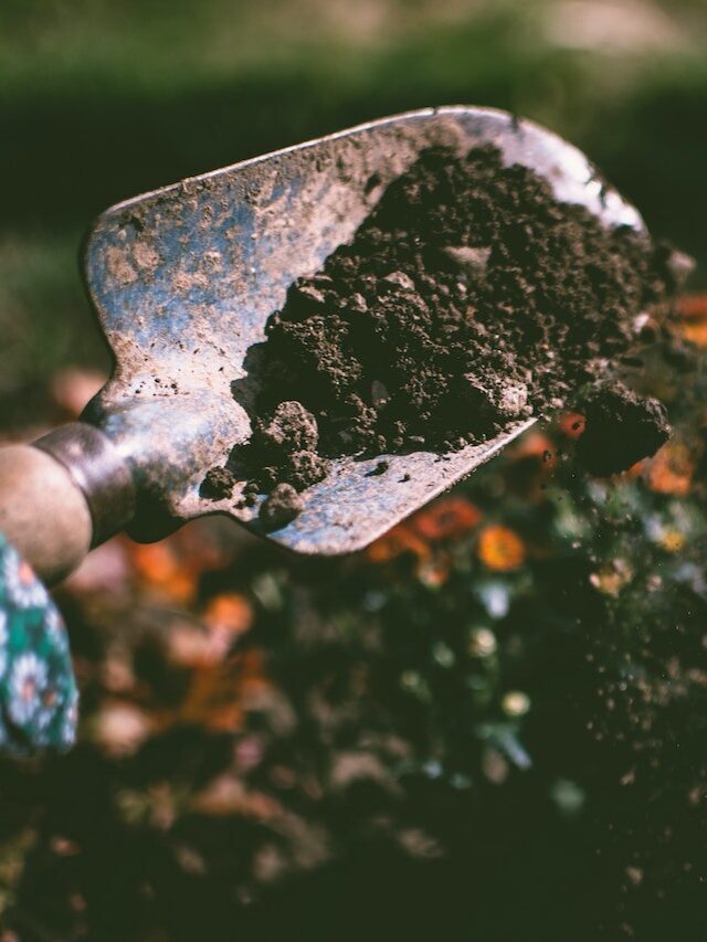 Why is Loam the Best Soil for Growing Plants?