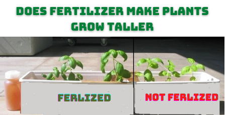 does fertilizer make plants grow taller