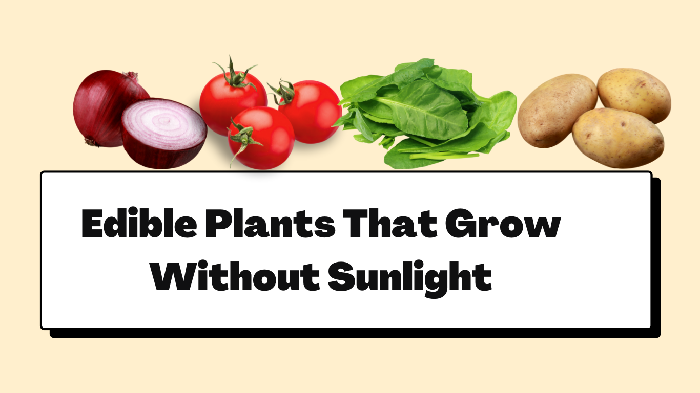 edible plants that grow without sunlight