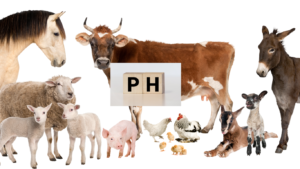 pH level in animals
