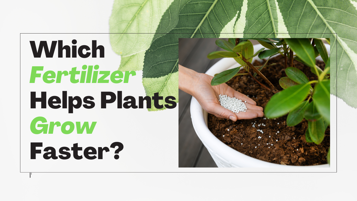 which fertilizer helps plants grow faster