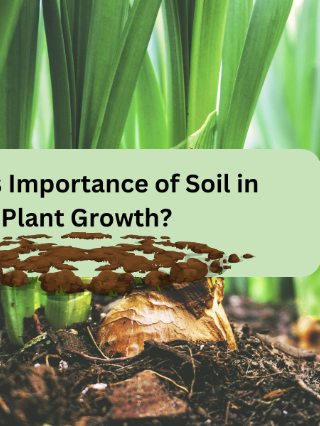 What is Importance of Soil in Plant Growth?