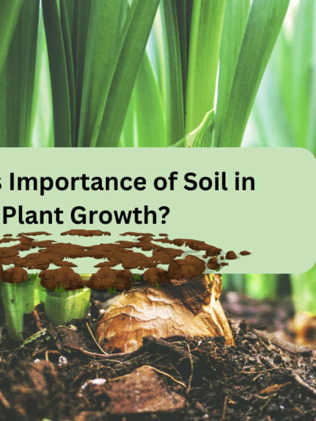 What is Importance of Soil in Plant Growth