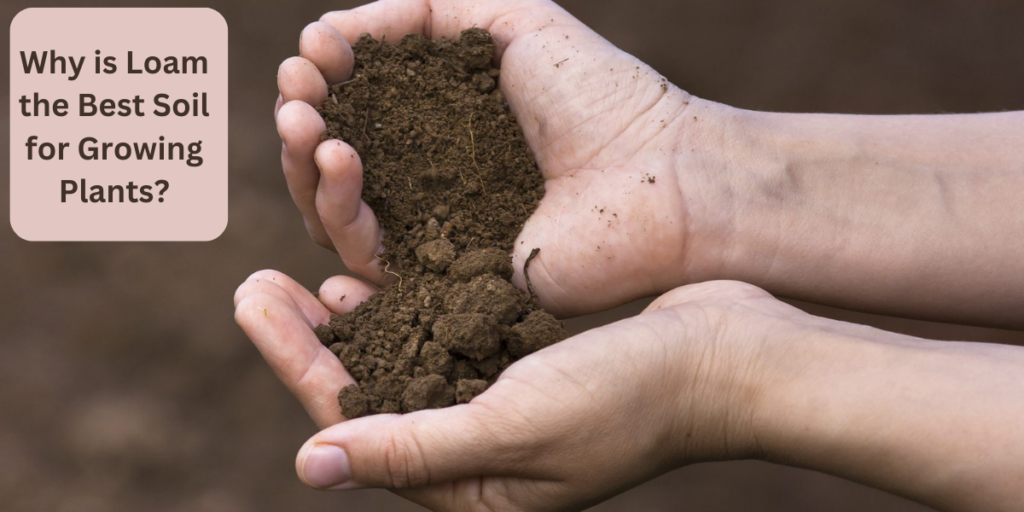why is loam the best soil for growing plants