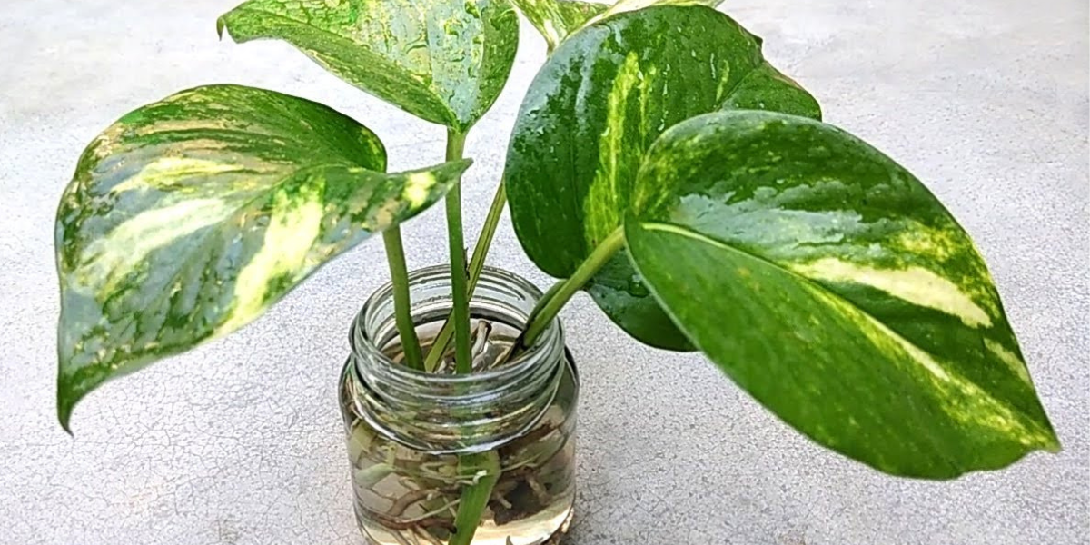 Can Money Tree Survive Without Sunlight?