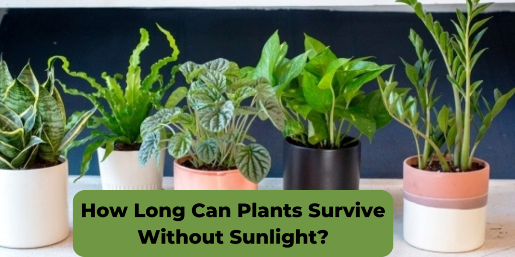 how-long-can-plants-survive-without-sunlight-saveyorkgarden