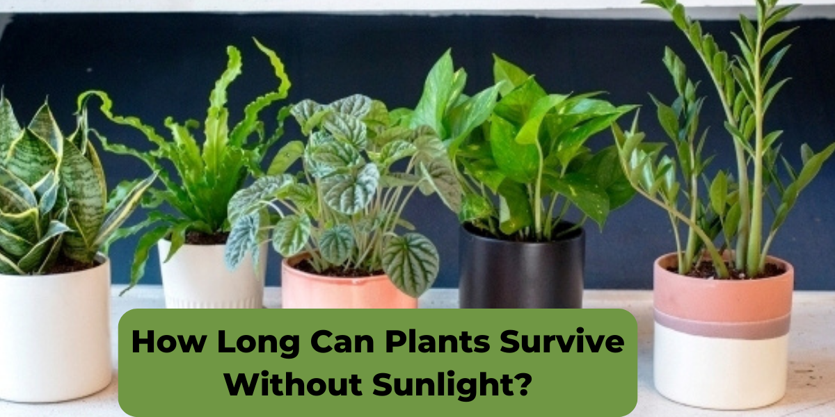 How Long Can Plants Survive Without Sunlight